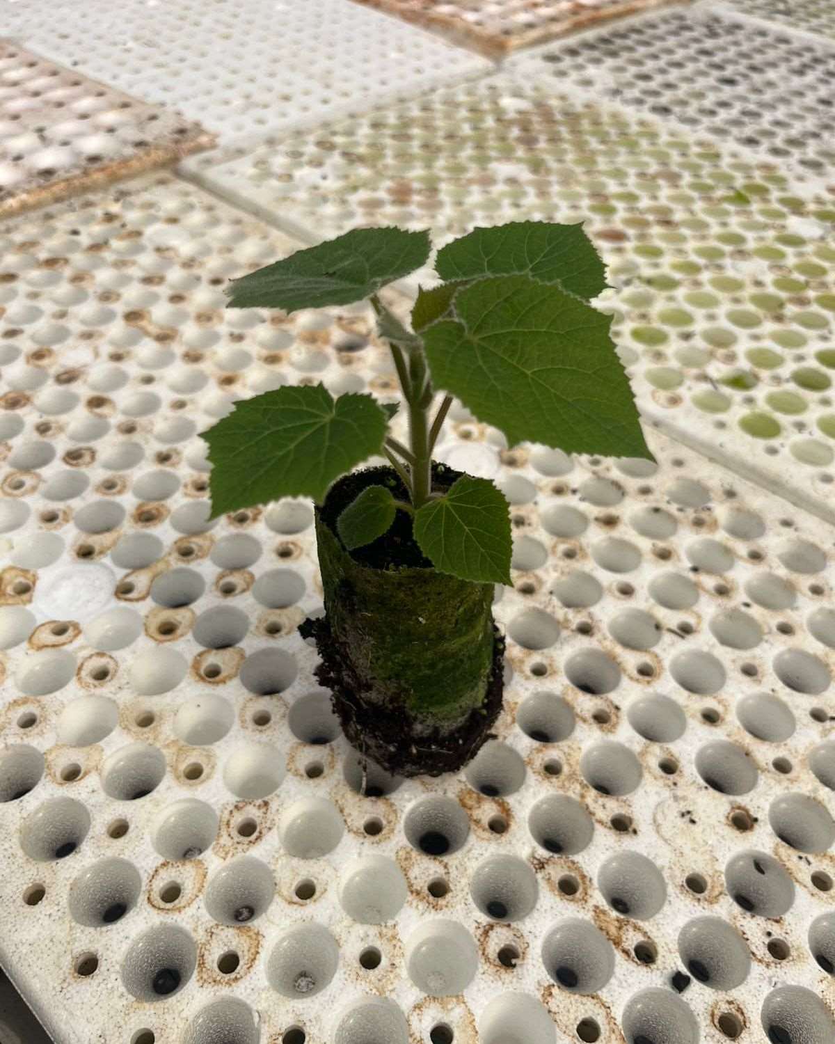 In Vitro CO₂ Seedling
