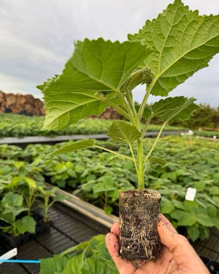Paulownia Carbon Trees