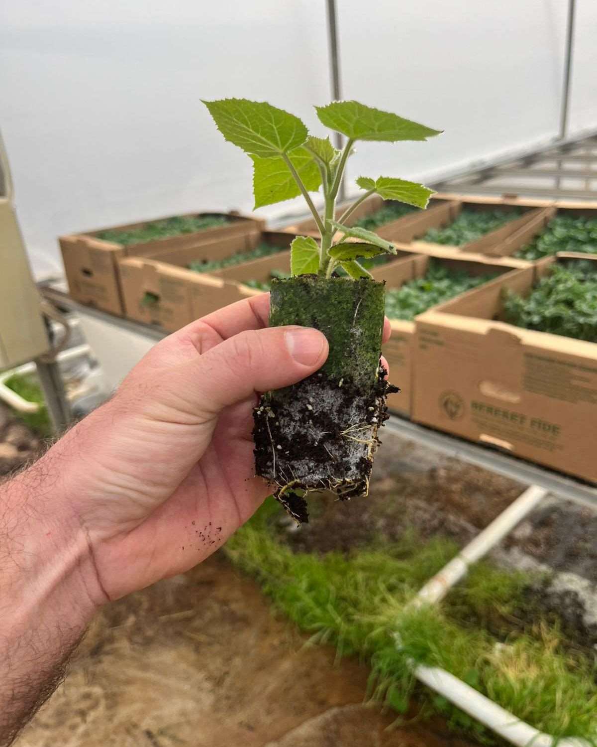 Paulownia Forest Pack (1 ha set)
