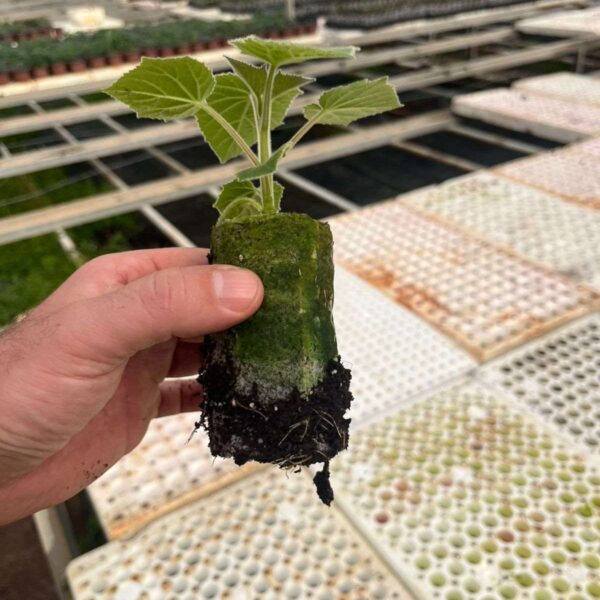 Paulownia InVitro Pro