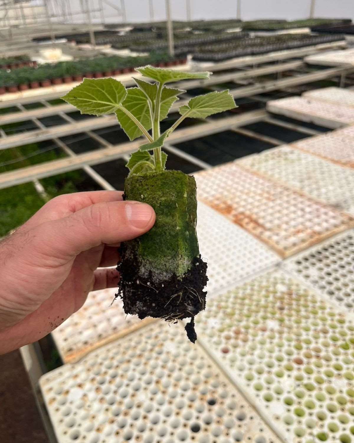 Paulownia InVitro Pro