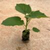 Bare Root Paulownia Seedling – 112 Elongata - Image 6