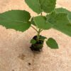 Bare Root Paulownia Seedling – 112 Elongata - Image 5