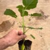 Bare Root Paulownia Seedling – 112 Elongata - Image 2