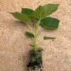 Bare Root Paulownia Seedling – 112 Elongata - Image 4