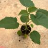 Young Paulownia 112 Elongata seedling with green leaves
