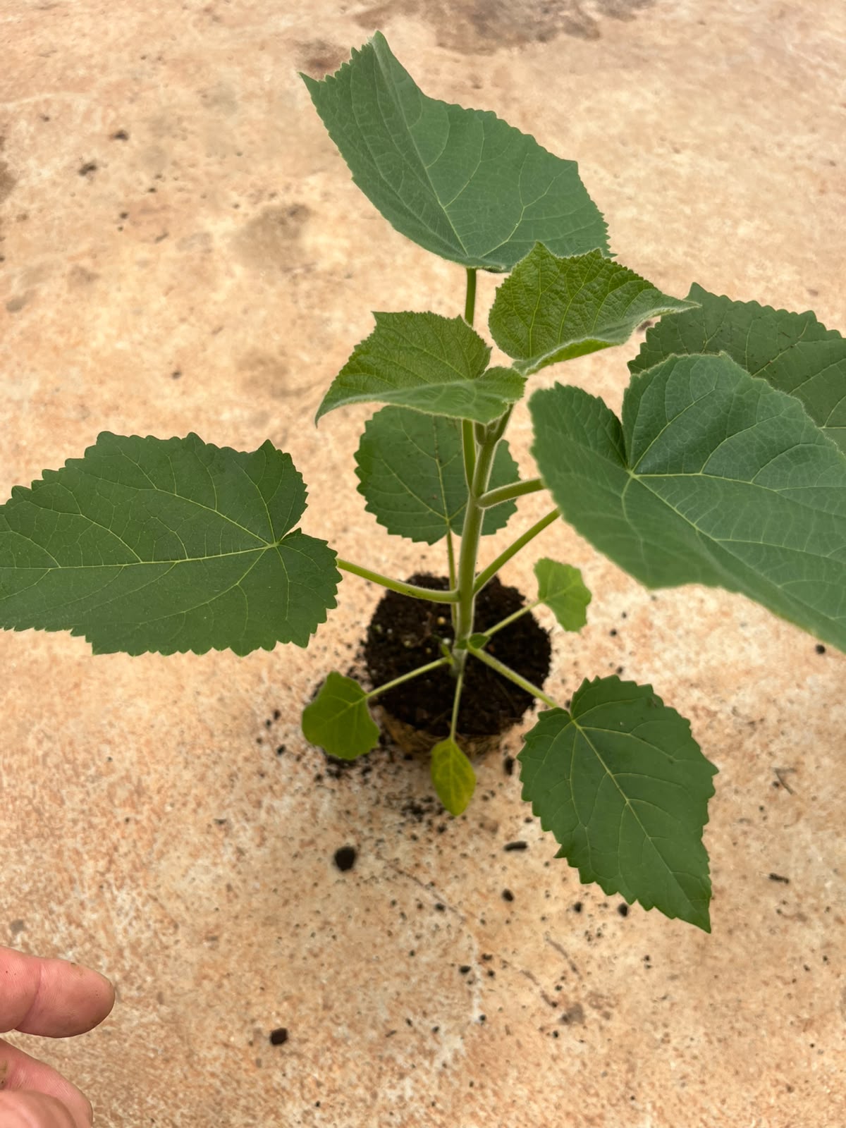Young Paulownia 112 Elongata seedling with green leaves
