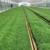 Rows of Scots pine seedlings in GoldenWood greenhouse nursery