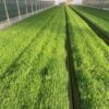 Wide view of Scots pine seedling rows in greenhouse