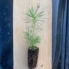Scots pine Pinus sylvestris seedling with root ball