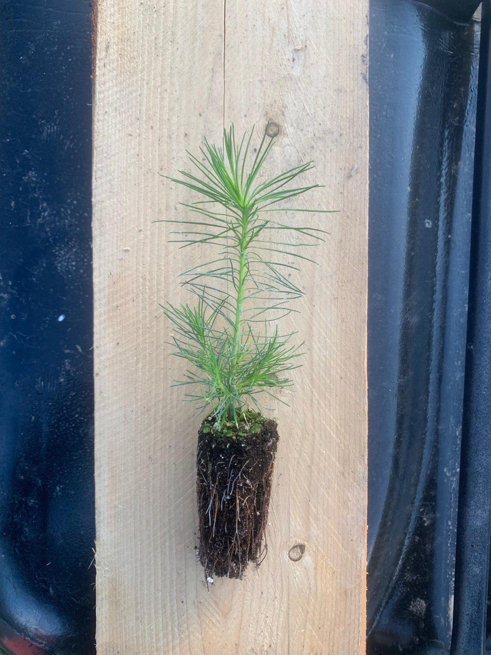 Scots pine Pinus sylvestris seedling with root ball