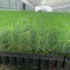 Scots pine seedlings growing in tray close up